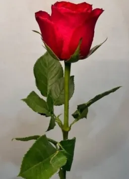 Роза Кения "Красная" 