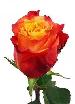 Роза Эквадор "Атомик" 