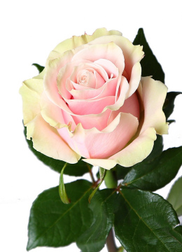 Роза Эквадор " Пинк Мондиаль" 