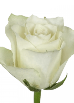 Роза Кения " Белая" 